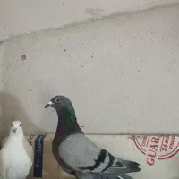 کبوتر آلمانی