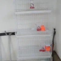 جفت کن تاشو نه نه