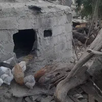 خروس محلی-سردسیری۸۰۰تومان|حیوانات مزرعه|سرفاریاب, |دیوار