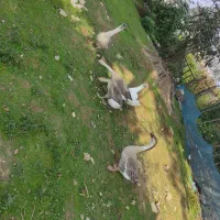 فروش قوغاز محلی|حیوانات مزرعه|ماکلوان, |دیوار