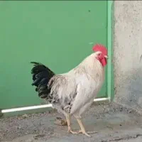 خروس بزرگ چاق و چله برای قربانی کردن|حیوانات مزرعه|قم, قلعه کامکار|دیوار