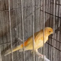 فروش قناری|پرنده|عجب شیر, |دیوار