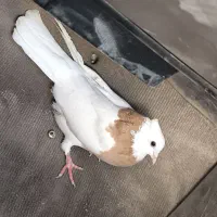 طوقی|حیوانات|ایلام, |دیوار