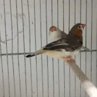 فنج کینگ|پرنده|قم, قلعه عموحسین|دیوار