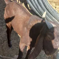 کره نر مری|حیوانات مزرعه|زهک, |دیوار