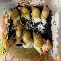 پک ۱۰ عددی حلزون ۵ سانتی