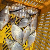 بچه ماهی کپور طلایی بشقابی