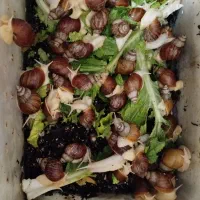 حلزون|خزنده|مشهد, شهید رضوی|دیوار