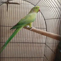 طوطی ملنگو|پرنده|قم, پردیسان|دیوار