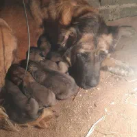 سگ سراب نر و ماده ذات قدیم.|سگ|رشت, حومه رشت|دیوار