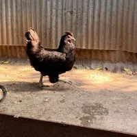 مرغ|حیوانات مزرعه|رشت, کوی حسینی|دیوار