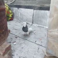 کبوتر طوقی|پرنده|سنندج, |دیوار