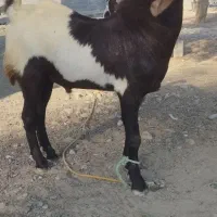 نری یک ساله پاکستانی اصل|حیوانات مزرعه|میناب, |دیوار