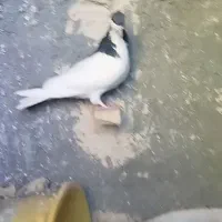 چندتا حیون رنگی|پرنده|رادکان, |دیوار