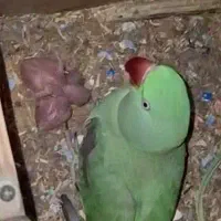 جفت مولد شاه طوطی
