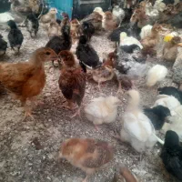 جوجه محلی گلپایگان واکسن خورده یکماه|حیوانات مزرعه|ملارد, |دیوار