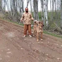 18ماهه از نسل بزسرخاب