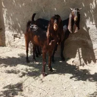 بزغاله پاکستانی