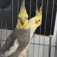 عروس هلندی با 3 تا جوجه