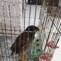 مرغ مینا سخنگو و بسیار باهوش و دستی