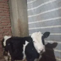 گاو ۹ ماه نر|حیوانات مزرعه|سراجو, |دیوار