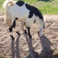 نر بز پاکستانی اصل|حیوانات مزرعه|لردگان, |دیوار