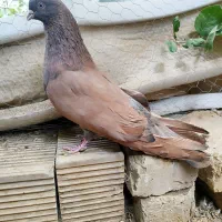 کفتر رنگ