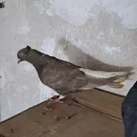 کبوتر دم سفید ماده