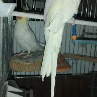 عروس هلندی|پرنده|رومشکان, |دیوار