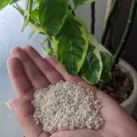 برنج هاشمی خالص|خوردنی و آشامیدنی|رشت, جماران|دیوار