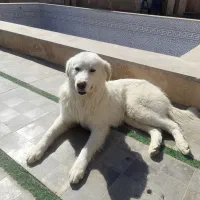 واگذاری رایگان سگ قدرجونی