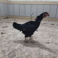 تخممرغ لاری|حیوانات مزرعه|گرگان, |دیوار