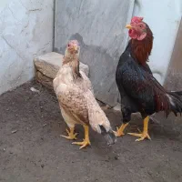 مرغ وخروس|پرنده|شهریار, رضی آباد بالا|دیوار