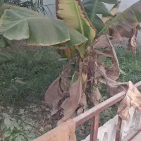 باغبانی|خدمات باغبانی و درختکاری|شوشتر, |دیوار