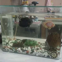 آکواریوم با لوازم و دو عدد ماهی
