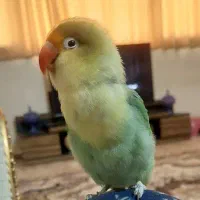 کوتوله برزیلی خوشرنگ|پرنده|شیراز, شهرک مفتح|دیوار