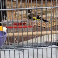 سهره جوجه سال بخون