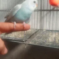 جوجه مرغ عشق رینبو دستی