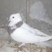 پوللازم|پرنده|بروجن, |دیوار