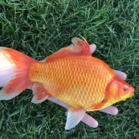 ماهی قرمز بزرگ وپهن
