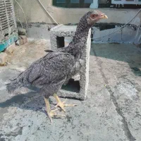 خروس گلین و مرغ لاری|حیوانات مزرعه|شیراز, کوشک میدان|دیوار