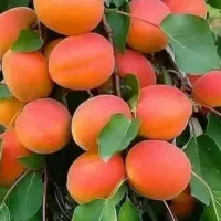 فروش ویژه نهال زردآلو عسگرآبادی با چک معتبر صیادی
