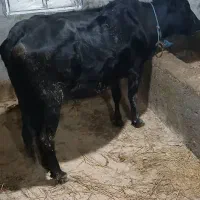 گاو ماده ابستن|حیوانات مزرعه|آستارا, |دیوار