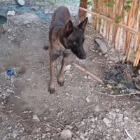 سگ مالینیوز