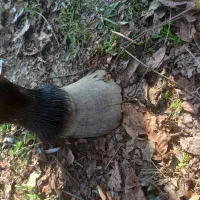 نعل بندی اسب|اسب و تجهیزات اسب‌سواری|فومن, |دیوار