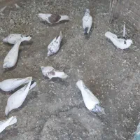 کبوتر|پرنده|شهر ری, فیروزآباد|دیوار