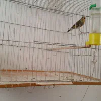 سهره قناری نر