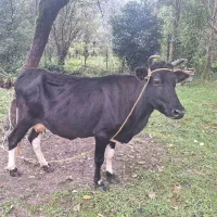 گاو بچه برای فروش