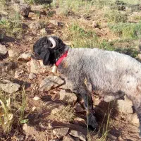 نرمیش|حیوانات مزرعه|لالی, |دیوار