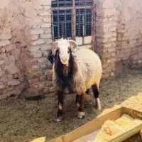 قوچ نژاد دار|حیوانات مزرعه|سیرجان, |دیوار